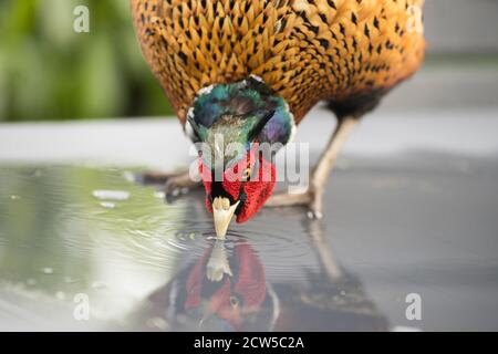 Un fagiano a collo di ringolo (Phasianus colchicus) primo piano maschile di acqua potabile testa Foto Stock