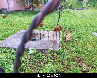 Galline domestiche marroni e beige che camminano, si inzecano e scavano terra alla ricerca di cibo al tasso verde di fronte alla casa. Foto Stock