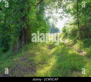 Una donna si siede nell'erba meditando lungo un sentiero verde della foresta in luce del sole. Foto Stock