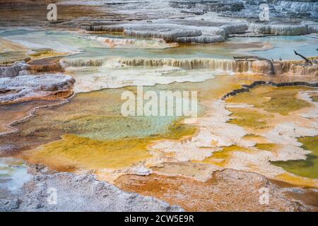 Mammoth Hot Springs nel parco nazionale di yellowstone, wyoming, stati uniti Foto Stock