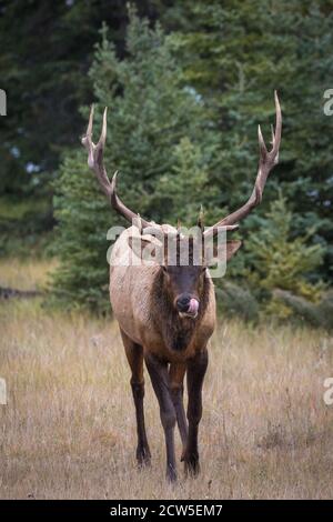 Un alce toro maturo in piedi in un campo Foto Stock