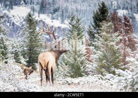 Allevamento di alci toro guardando sopra il suo harem vacca. Foto Stock