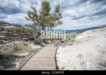 Mammoth Hot Springs nel parco nazionale di yellowstone, wyoming, stati uniti Foto Stock