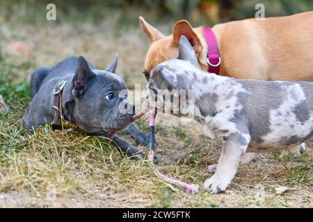 Tre cuccioli di Bulldog francesi con rari colori 'blu', 'erle' e 'rosso fawn' che giocano insieme Foto Stock
