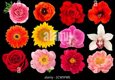 Testa a fiore singolo. Rosa, orchidea, peonia, girasole, amaryllis, gerber, ranunculus, anemone su sfondo nero Foto Stock