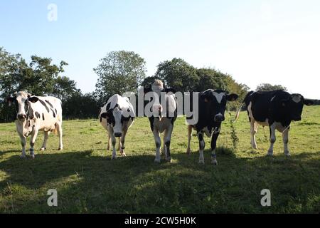 Mucche in un campo di Normandia / Vaches dans un Champ normand Foto Stock