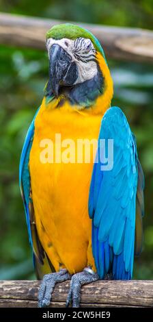 Macaw giallo-blu in uno zoo di Singapore. Foto Stock