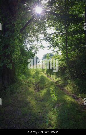 Ora d'oro la luce del sole attraversa i rami creando una luce appicciata sul sentiero del bosco. Una donna si siede nell'erba da compensazione di fondo. Natura verde Foto Stock