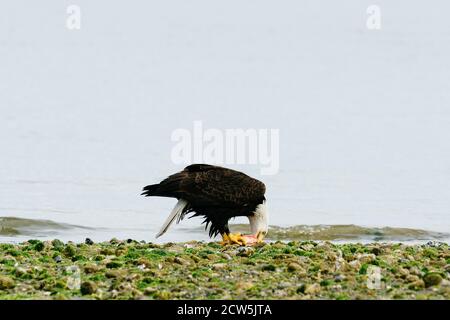 Vista grandangolare di un'aquila calva che mangia un pesce su una spiaggia rocciosa Foto Stock