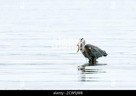Vista grandangolare di un Great Blue Heron che mangia Gunnel in Puget Sound Foto Stock