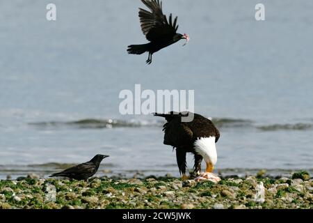 Diritto in vista di due corvi e un'aquila calva mangiare un rospo Foto Stock