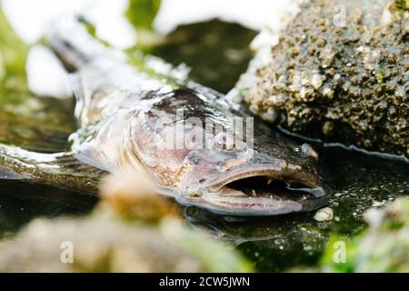 Primo piano di un pesce di Plainfin Midshipman in un Puget Sound piscina con marea Foto Stock