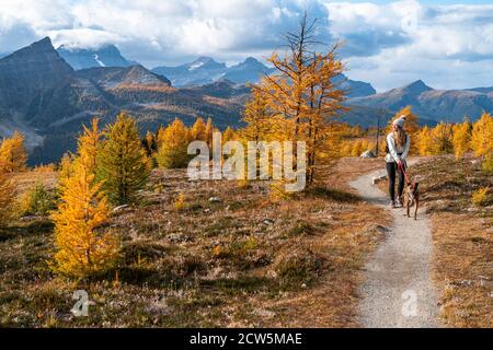 Dog Walking attraverso Healey Pass durante l'autunno nelle Montagne Rocciose Foto Stock