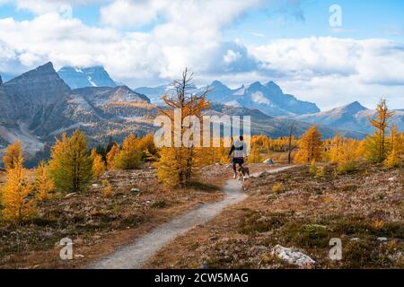 Cane a piedi dai laghi egiziani al passo di Healey a Banff Parco nazionale Foto Stock