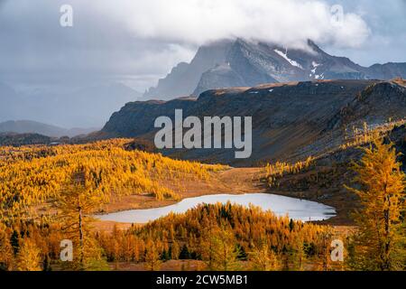 Larici d'oro nei prati di Sunshine durante l'autunno a Banff Foto Stock