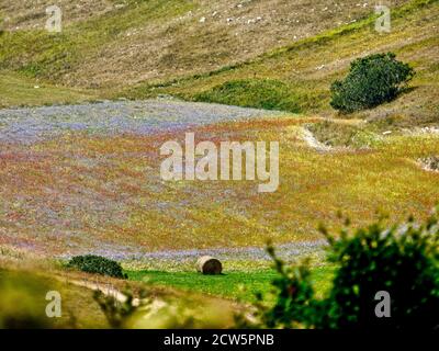 I bei colori della fioritura nelle verdi valli di Castelluccio di Norcia in tarda primavera e in prima estate Foto Stock