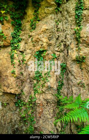 Ivy che cresce su una faccia ad un disusato e sovra cresciuto Cava magnesiana di calcare nel South Yorkshire Foto Stock