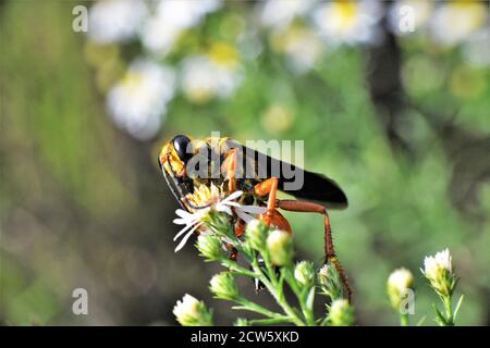 Grande gergo dorato wasp su daisies selvatiche. Foto Stock