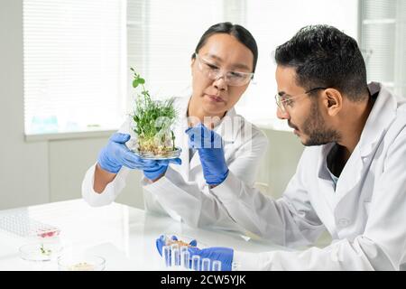 Scienziato femminile che tiene germogli di soia verdi coltivati in laboratorio mentre l'uomo va per prenderne uno Foto Stock