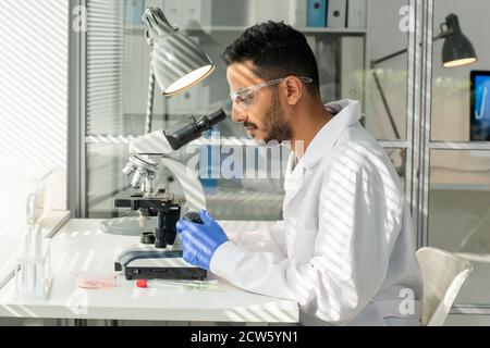 Vista laterale dello scienziato che studia un campione di germoglio di soia coltivato in laboratorio al microscopio Foto Stock