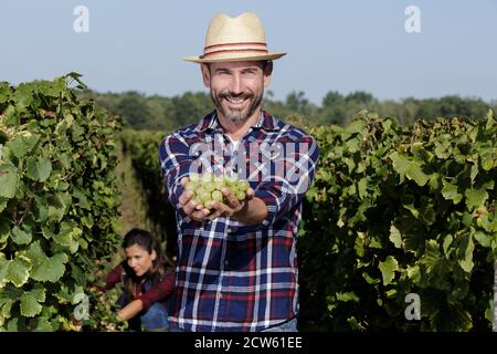 vignaiolo che controlla i grappoli di uve e foglie di vino Foto Stock