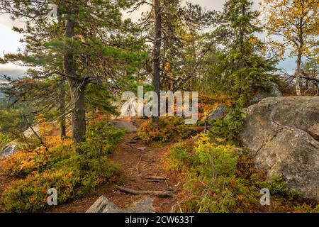Stretto sentiero attraverso la colorata foresta autunnale in Finlandia Foto Stock