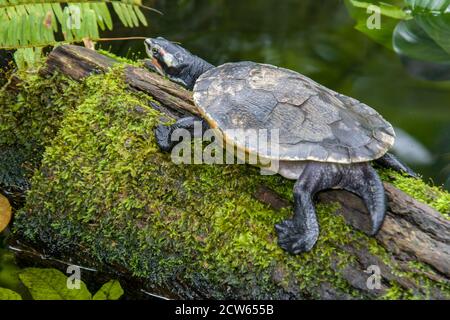 Un terrapina dipinta (Batagur borneoensis) poggia sul tronco, che è una specie di tartarughe della famiglia Geoemididae. Foto Stock