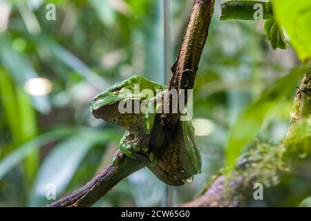 La rana gigante di scimmia (Phyllomedusa bicolor) è una specie di rana foglia. Si trova nel bacino amazzonico di Brasile, Colombia, Bolivia e Perù. Foto Stock