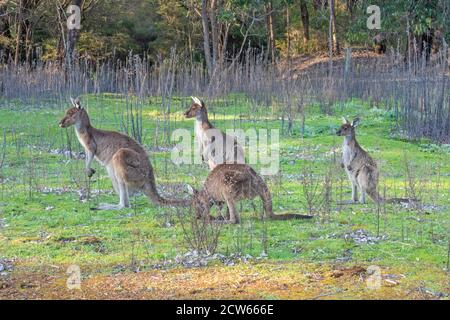 Canguri grigi occidentali (Macropus fuliginosus), una grande e molto comune specie di canguri trovati in quasi tutta la parte meridionale dell'Australia. Foto Stock