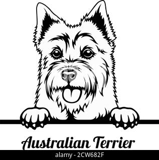 Cane da peeking - razza australiana di Terrier - testa isolata sopra bianco Illustrazione Vettoriale