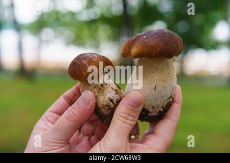 Fotografia di mani umane che tengono due piccoli bei funghi boletus edulis. Sfondo verde naturale. Fungo bianco in autunno giorno. Foto Stock