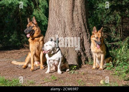 Tre cani nel bosco, due cani da pastore tedeschi e un vecchio bulldog inglese, seduti di fronte ad un grande albero. La luce del sole splende sulla testa del cane Foto Stock