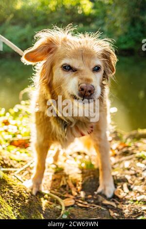 Oxford, Oxfordshire, Regno Unito. 27 settembre 2020. Passeggiata autunnale. Un cane al sole. Le temperature sono scese rendendo il tempo fresco e fresco whi Foto Stock