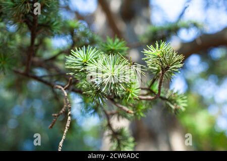 Primo piano del branchlet dell'ago di cedro Foto Stock