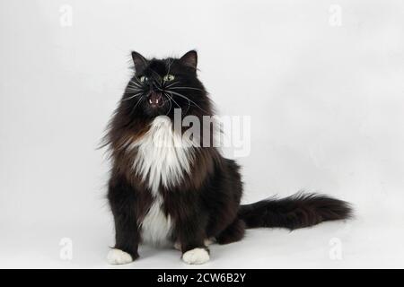 Gatto Domestico siberiano bianco e nero, femmina seduto contro sfondo bianco Foto Stock