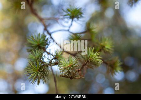 Primo piano del branchlet dell'ago di cedro Foto Stock