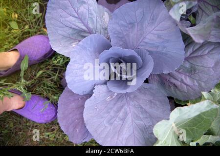 Cavolfiore. Il cavolo fresco crudo cresce nel giardino. Una pianta di cavolo con grandi foglie cresce in un letto da giardino. Grandi foglie di cavolo. Primo piano Foto Stock