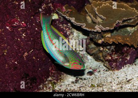 Mar Rosso Klunzinger Wrasse o Ruppell's Wrasse, thalassoma rueppellii Foto Stock