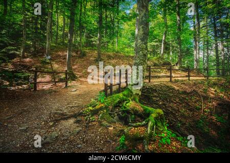 Abetone, sentiero di montagna all'interno di una foresta di abeti. Appennino, Toscana, Italia. Foto Stock