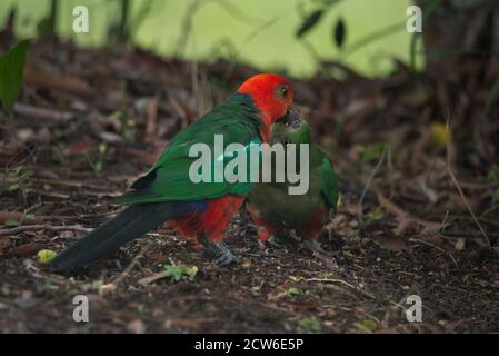 Maschio Australian King-Parrot nutrire un giovane lychee Foto Stock