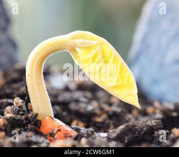 Un fagiolo largo germogliante o un fagiolo fava Foto Stock