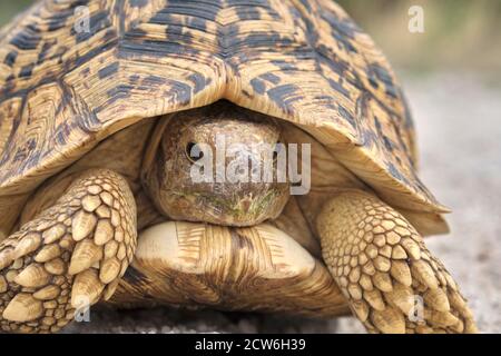 Tartaruga leopardata, Stigmochelys pardalis, vista frontale, primo piano della testa del bellissimo animale. Cammina su ghiaia bianca in Namibia, Africa. Foto Stock