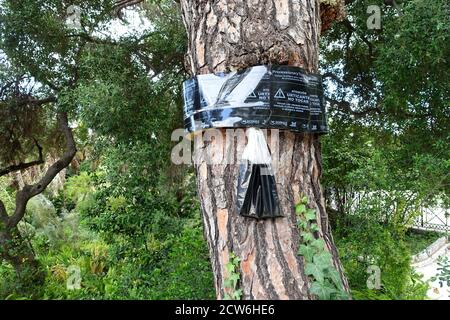 Gibilterra 24 maggio 2020: Trappole ecologiche posate su un pino per catturare le colonne di cattura processive Foto Stock