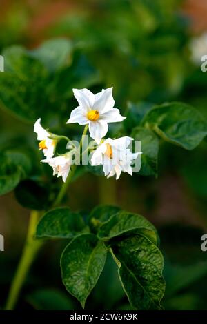 primo piano di un tiro verticale di una pianta di patate in fiore cattura al sole di sera, in un'assegnazione o giardino concentrarsi sul soggetto copia spazio al righ Foto Stock