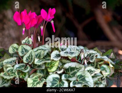 Bella rosa ciclamino scuro bokeh sfondo mettere a fuoco sul subjest , girato per la copia spazio e testo overlay Foto Stock