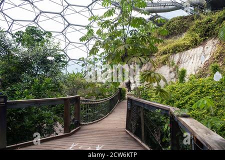 Piante e alberi subtropicali all'interno della foresta pluviale Biome al complesso di progetto Eden in Cornovaglia. Foto Stock