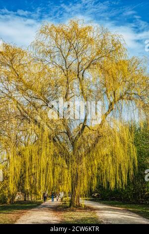 La gente gode di una rilassante e tranquilla passeggiata in campagna su un sentiero con un alto, maestoso fiore salice piangente a Bisghijerg Kirkegard Foto Stock