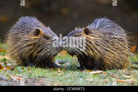 Muskrat gemelli Foto Stock