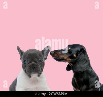 team di baby pug e teckel dachshund su sfondo rosa Foto Stock