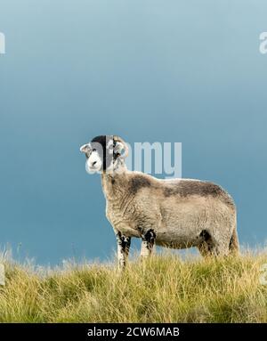 Pecora Swaledale o pecora femminile, si trovava in pascoli ruvidi su uno Yorkshire Dales Grousemoor. Rivolto a sinistra. Verticale. Spazio per la copia. Foto Stock